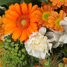 FLORISTS CHOICE POSY 