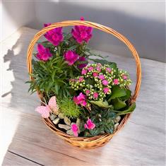 PINK PLANTED BASKET