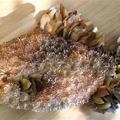 CARP FISH